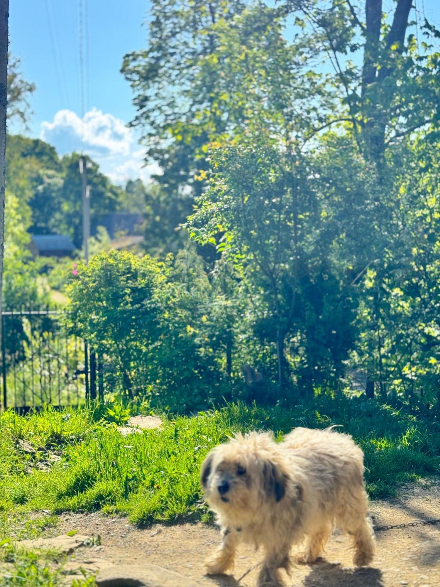 Hotel Dacha Podobovets 127 Zewnętrze zdjęcie
